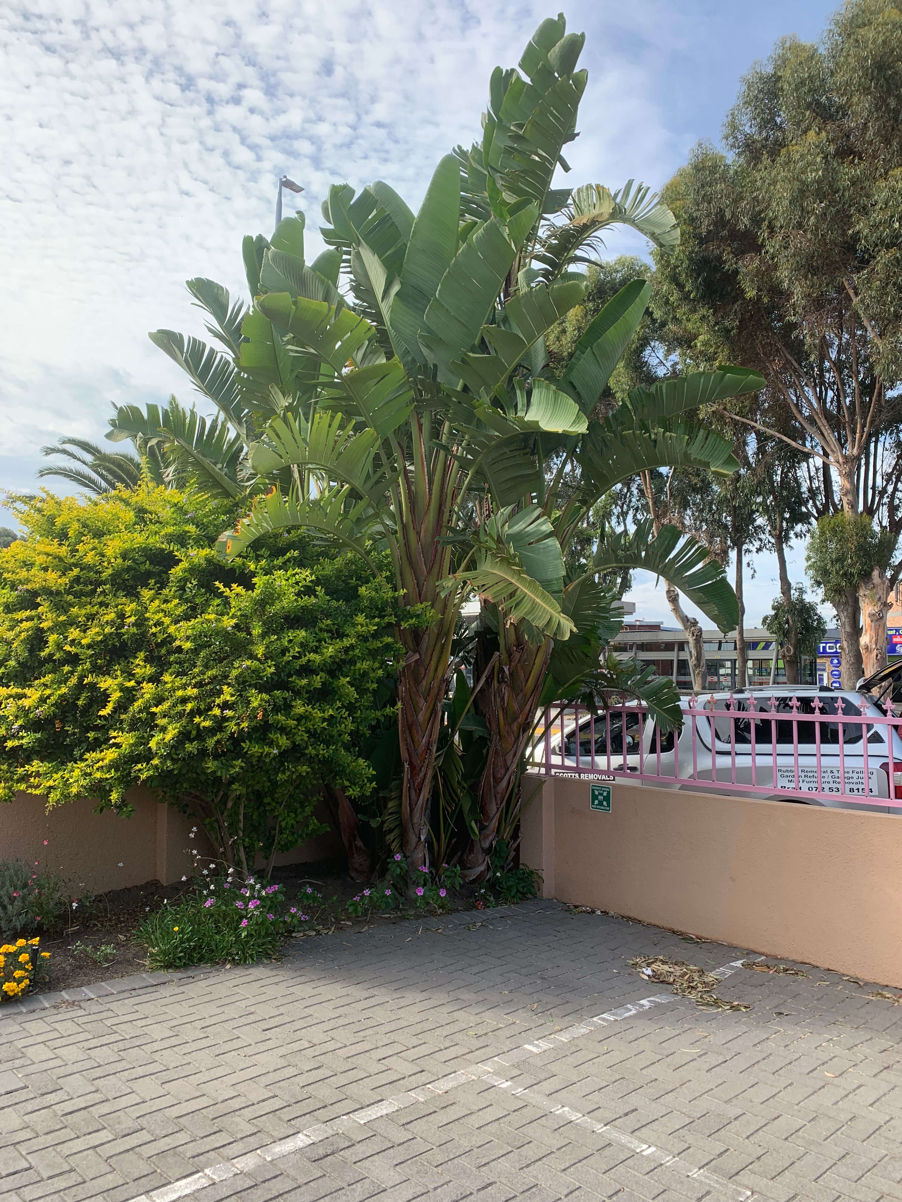 Front yard area with large trees beside a house before tree felling