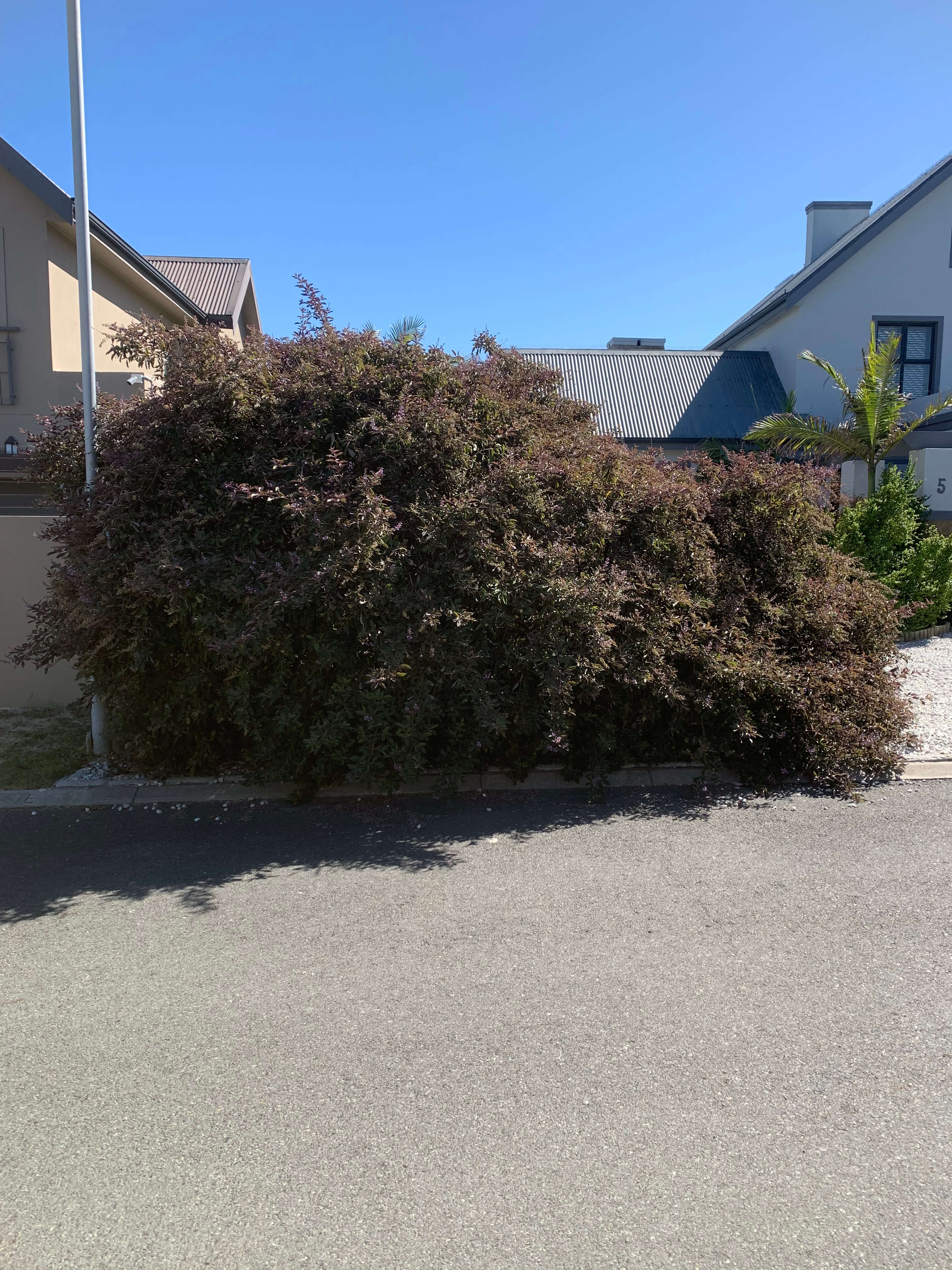 Front driveway with large bushes beside a house before removal