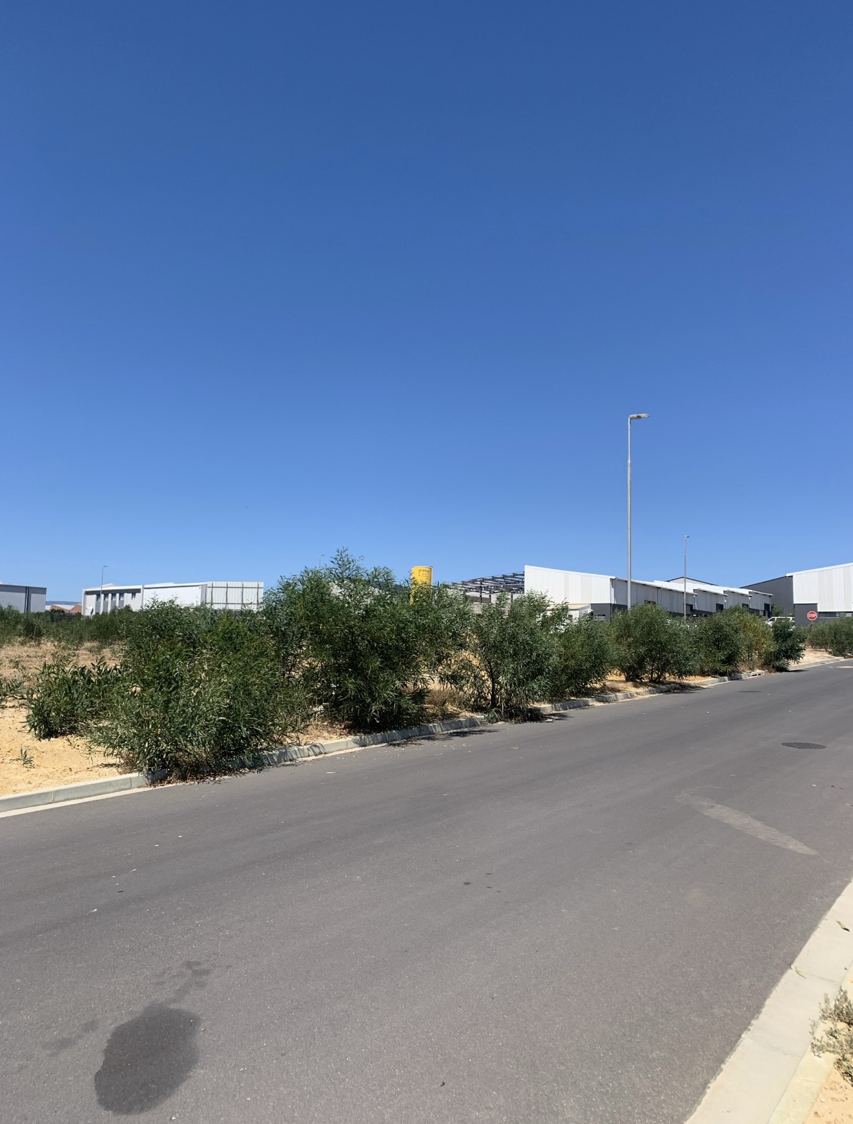Roadside area with dense bushes and vegetation before clearing