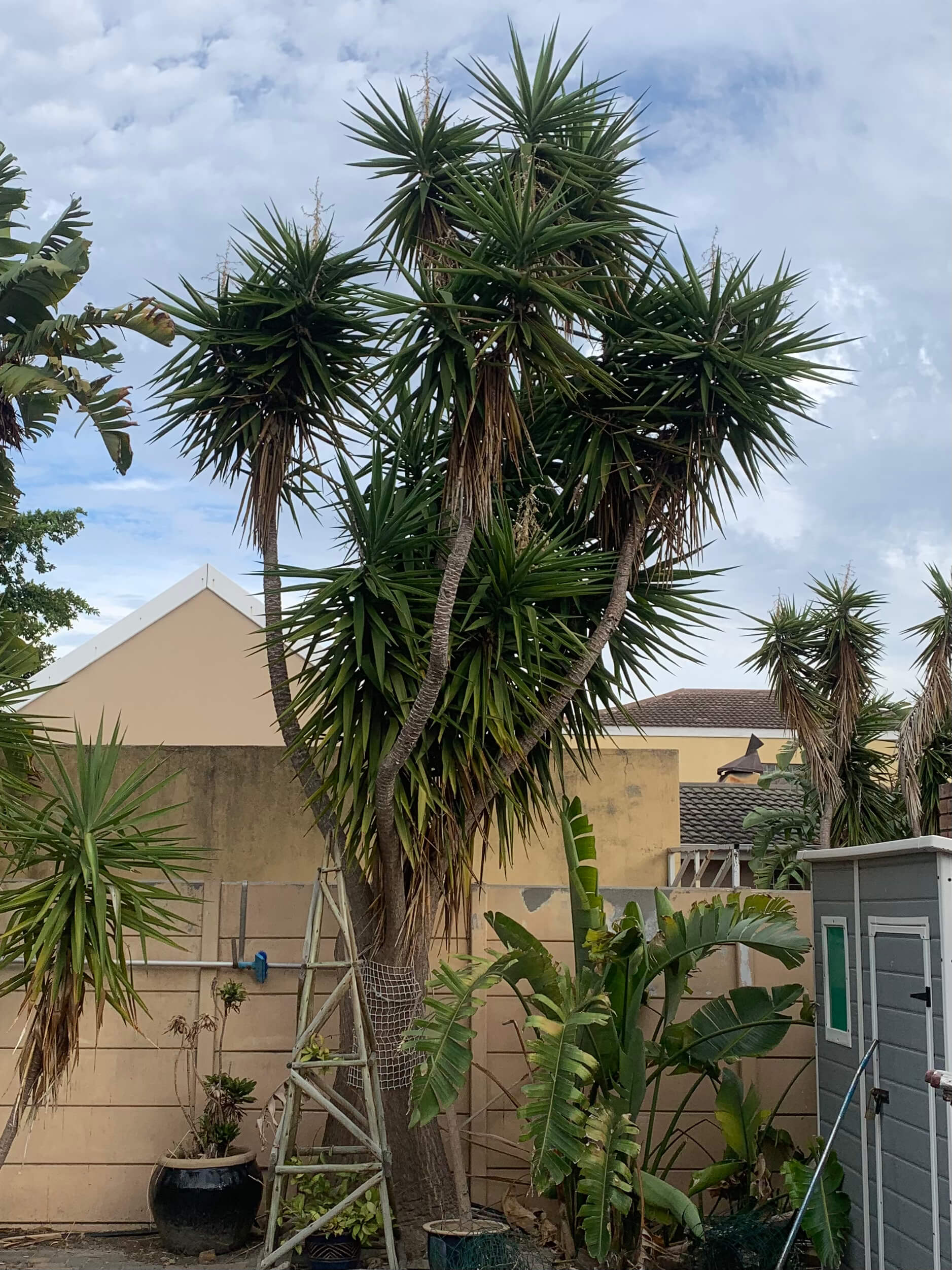 Palm-like tree and dense plants in a yard before tree felling