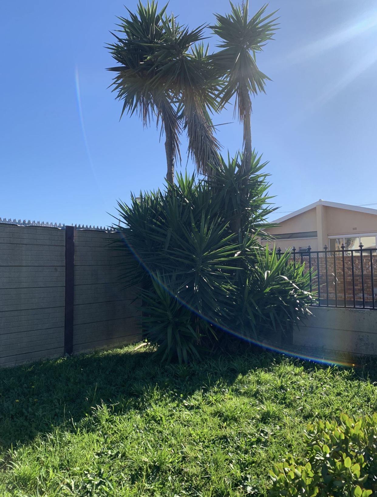 Tall palm-like tree and dense plants in a yard before tree felling
