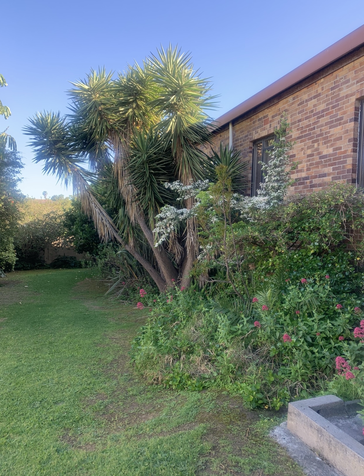 Garden area with large trees and overgrown vegetation beside a house before tree felling